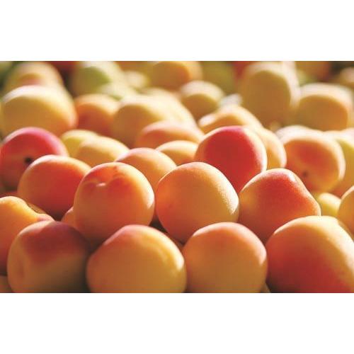 紀州南高完熟梅酒　樽