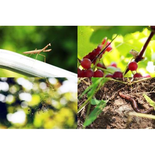 ＜IKKAWINES＞ハナエミ【2021】（白ワイン）