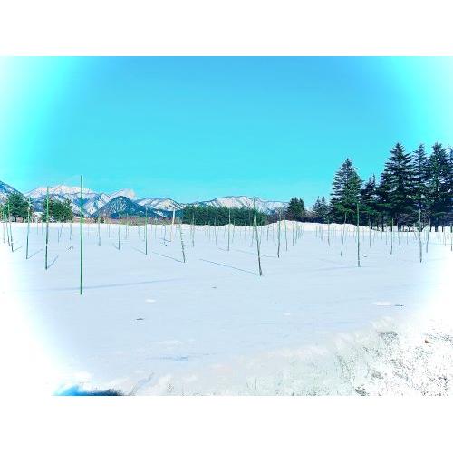 ＜IKKAWINES＞ハナエミ【2021】（白ワイン）