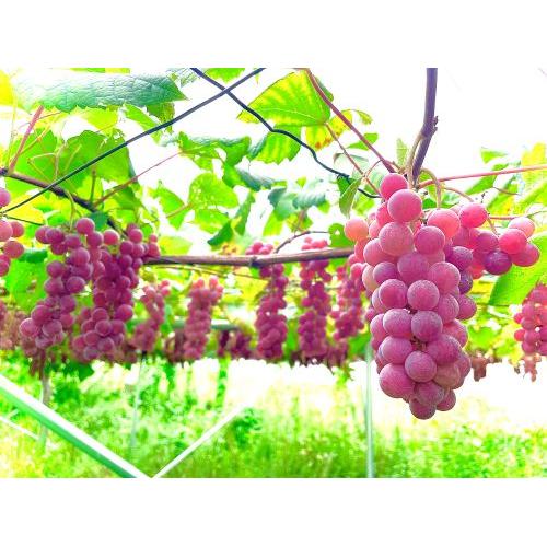 ＜IKKAWINES＞ハナエミ【2021】（白ワイン）