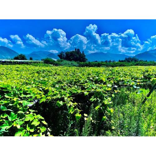 ＜IKKAWINES＞ハナエミ【2021】（白ワイン）