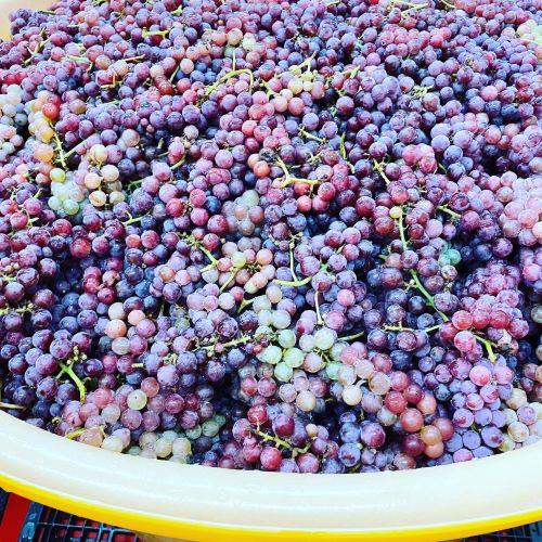 ＜IKKAWINES＞ハナエミ【2021】（白ワイン）