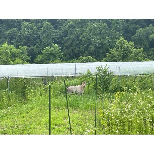 ＜IKKAWINES＞ワイガヤ【2022】（白ワイン）