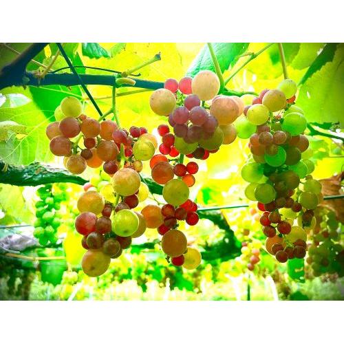 ＜IKKAWINES＞ワイガヤ【2022】（白ワイン）