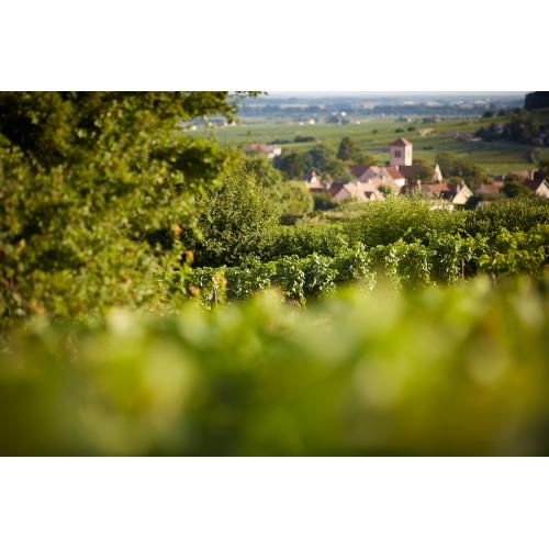 ＜オリヴィエ・バーンスタイン＞ジュヴレ・シャンベルタン・プルミエ・クリュ・レ・シャンポー【2021】（赤ワイン）[正規輸入品］