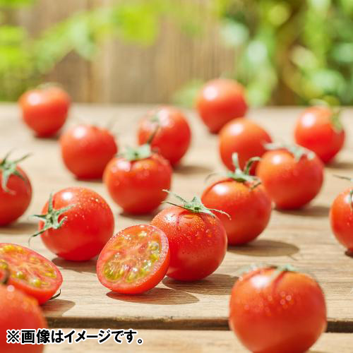 ＜千葉県産＞PREMIUM 極高級トマト クルミちゃん（36粒）【受注締め切り日：2026/5/31】