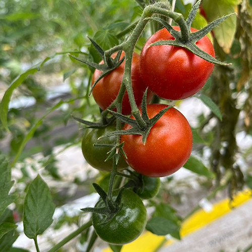 ＜千葉県産＞PREMIUM 極高級トマト クルミちゃん（36粒）【受注締め切り日：2026/5/31】