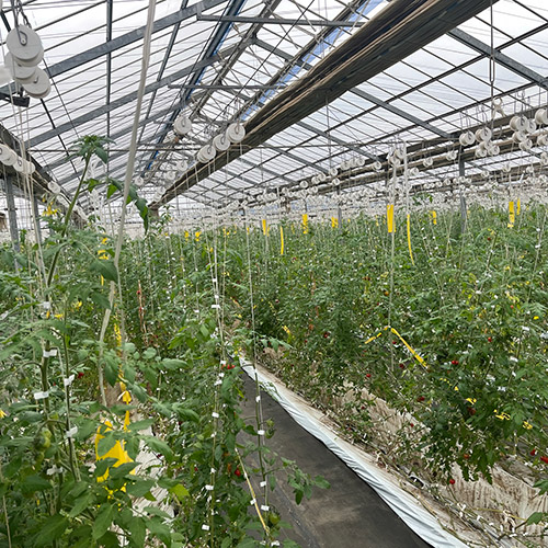 ＜千葉県産＞PREMIUM 極高級トマト クルミちゃん（36粒）【受注締め切り日：2026/5/31】