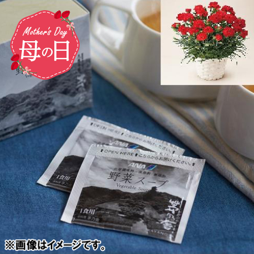 【母の日】カーネーション鉢＆茅乃舎スープ【受注締め切り日：2026/4/29】