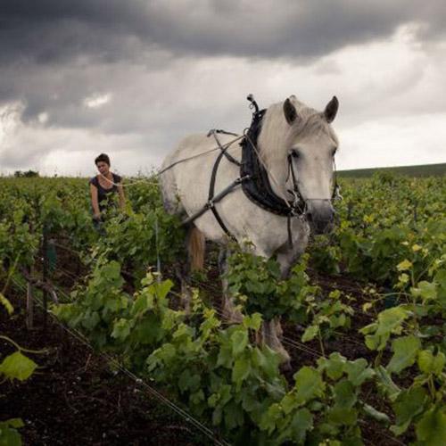 ＜ルイ・ロデレール＞ブリュット・ヴィンテ－ジ・ロゼ・ボックス【2017】（シャンパン）箱入り（エノテカ）