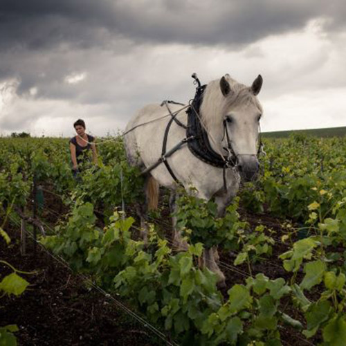 ＜ルイ・ロデレール＞クリスタル・ロゼ・ボックス【2014】（シャンパン）箱入り（エノテカ）