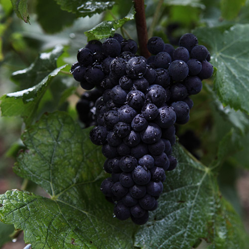 ＜ルイ・ロデレール＞クリスタル・ロゼ・ボックス【2014】（シャンパン）箱入り（エノテカ）