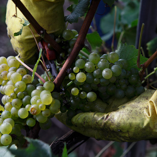 ＜ルイ・ロデレール＞クリスタル・ロゼ・ボックス【2014】（シャンパン）箱入り（エノテカ）