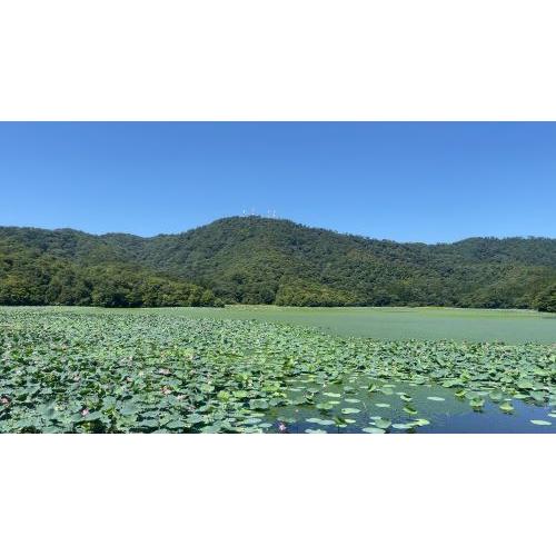 ★夏季限定★＜加藤嘉八郎酒造＞大山 純米大吟醸無濾過生原酒と特別純米生酒の2本セット