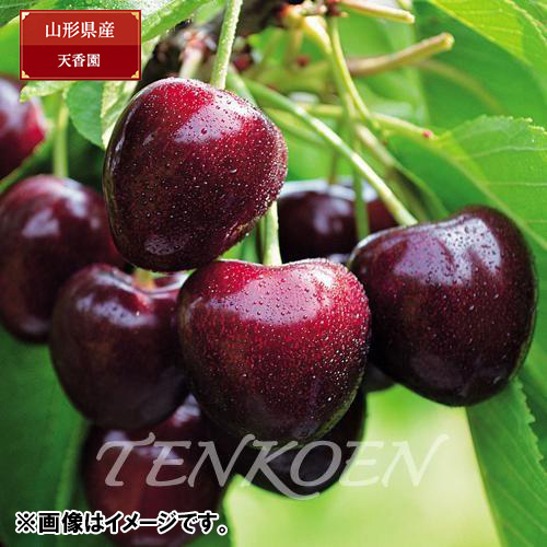 【送料込】＜山形県産＞天香園サミット　（バラ）350g【受注締め切り日：2026/6/30】