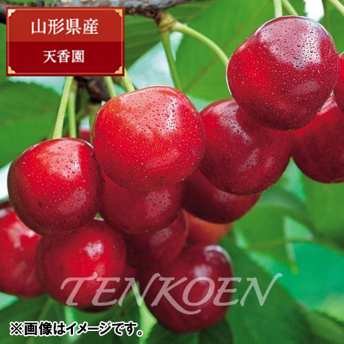 【送料込】＜山形県産＞天香園 紅てまり （バラ）350g　黒箱【受注締め切り日：2026/6/30】