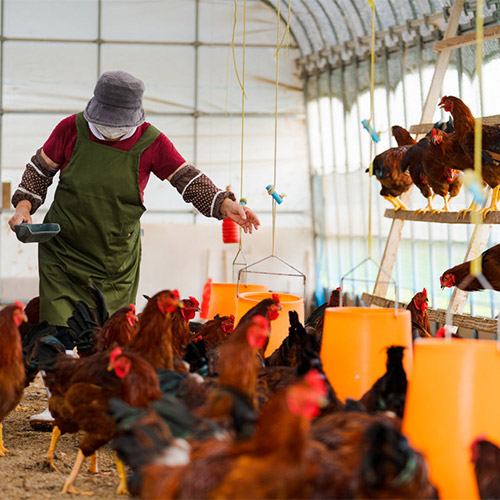 比内地鶏　しゃぶしゃぶセット