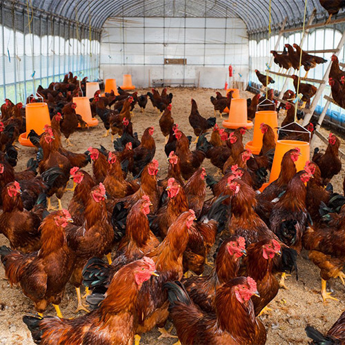 比内地鶏　しゃぶしゃぶセット