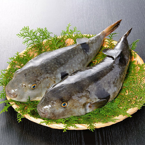 ふく大吟醸粕漬け