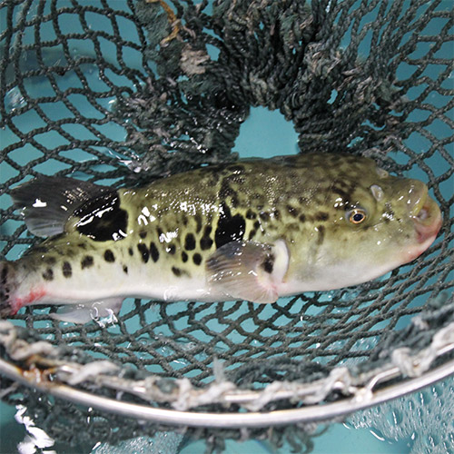 ふく大吟醸粕漬け