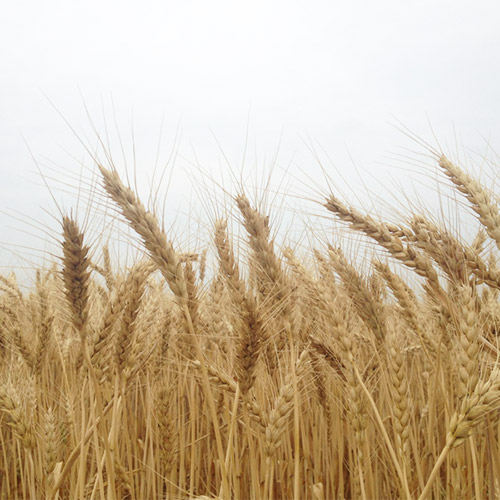 〈花山うどん〉 花山御膳10把つゆ付き詰合せ