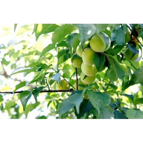 ＜雑賀＞ノンアルコール　梅・柚　720ml　詰合せ