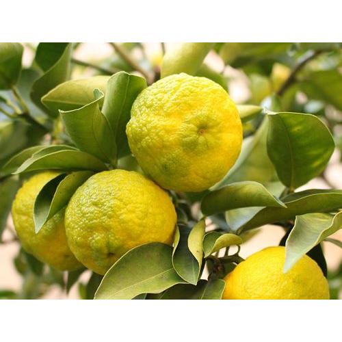 ＜雑賀＞ノンアルコール　梅・柚　720ml　詰合せ