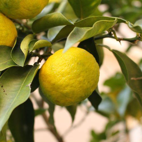 ＜雑賀＞ノンアルコール　梅・柚　720ml　詰合せ