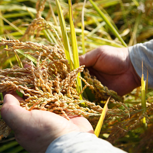 特別栽培米　生産者限定米5㎏