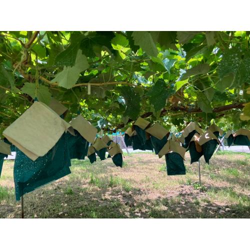 【Mountain seven FARM】シャインマスカットのジュース（果汁100%）720ml