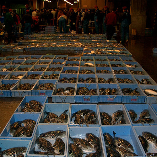 とらふく美味部位詰合せ