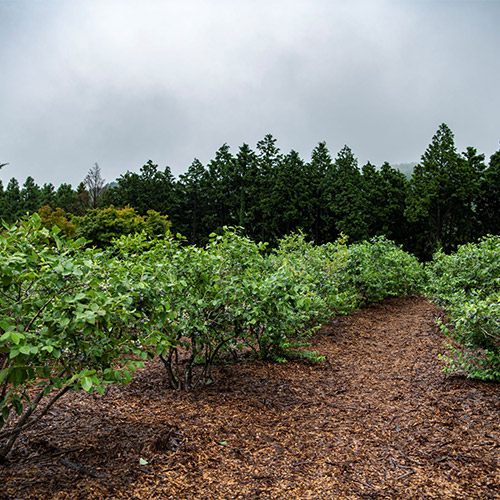 <ベリージュファーム>ブルーベリージャムセット　2種