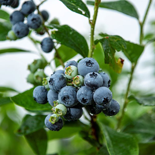 <ベリージュファーム>ブルーベリージャムセット　2種