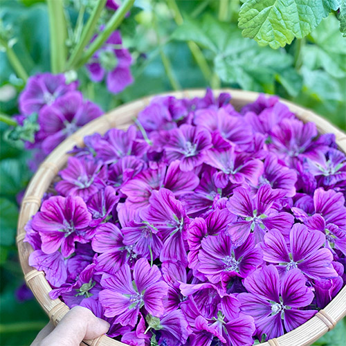 香月茶 5種類ギフトセット