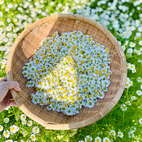 香月茶 5種類ギフトセット