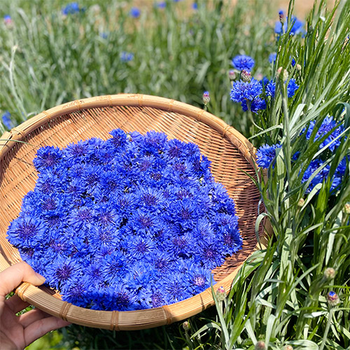 香月茶 5種類ギフトセット