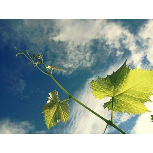 ＜キスヴィン＞シャルドネ・レゼルヴ【2021】（白ワイン）