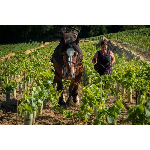 【送料当社負担】高品質シャンパーニュ2本セット