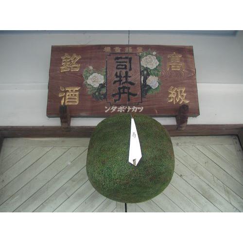 ＜司牡丹＞船中八策しぼりたて