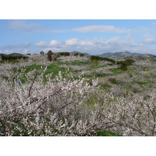 ＜中野BC＞香る南高 VINTAGE