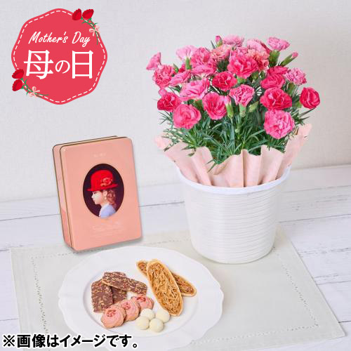 【母の日】＜Fleurs et bonbons（フルーエトボンボン）＞カーネーション（ピンク）と赤い帽子エレガントセット【受注締め切り日：2026/4/30】