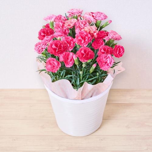 【母の日】＜Fleurs et bonbons（フルーエトボンボン）＞カーネーション（ピンク）と赤い帽子エレガントセット【受注締め切り日：2026/4/30】