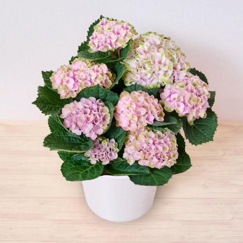 【母の日】＜Fleurs et bonbons（フルーエトボンボン）＞あじさい（ハイドランジア）と赤い帽子エレガントのセット【受注締め切り日：2026/4/30】