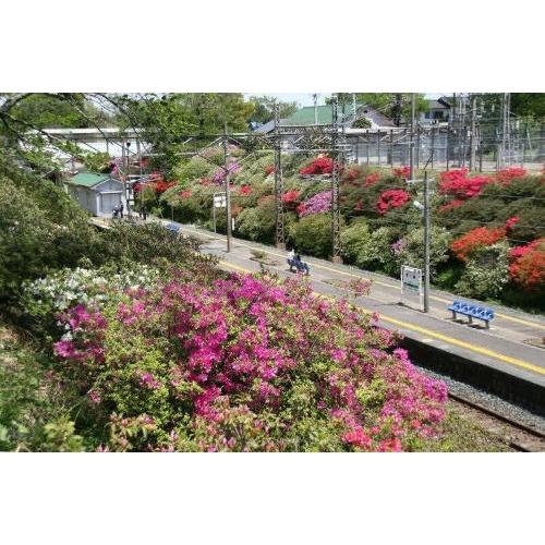 ＜Ichido＞Enju TSUTSUJI