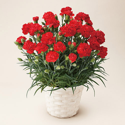 【母の日】＜ANAオリジナル＞紅茶とカーネーションのセット【受注締め切り日：2026/5/1】