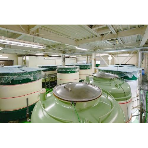 ＜古伊万里酒造＞古伊万里カップ酒NOMANNE　桜錦・だるまセット