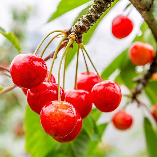 旬のフルーツ予約販売中