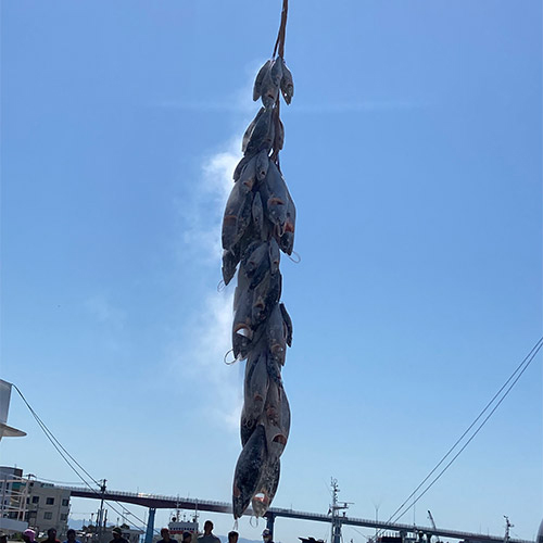 ＜天然本マグロ＞中トロ・赤身柵