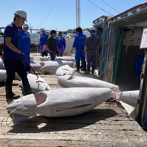 ＜天然本マグロ＞中トロ・赤身柵