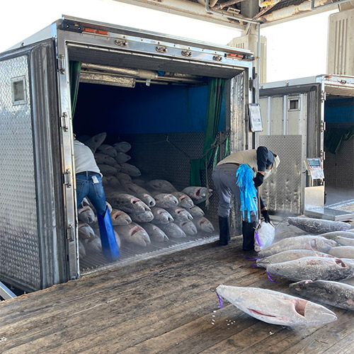 ＜天然本マグロ＞中トロ・赤身柵